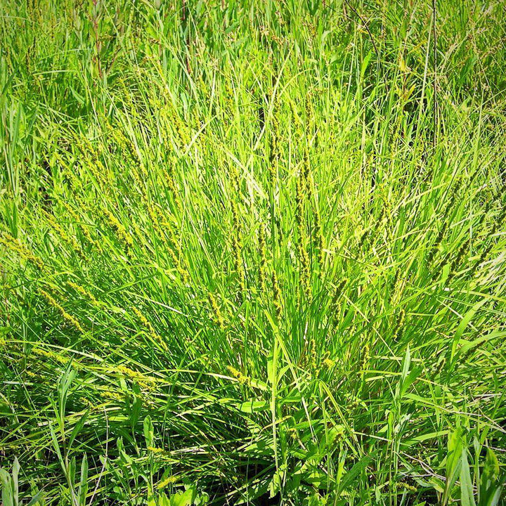 Carex vulpinoidea ~ Fox Sedge - Delivered By ServeScape