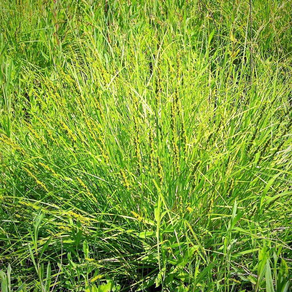 Carex vulpinoidea ~ Fox Sedge - Delivered By ServeScape