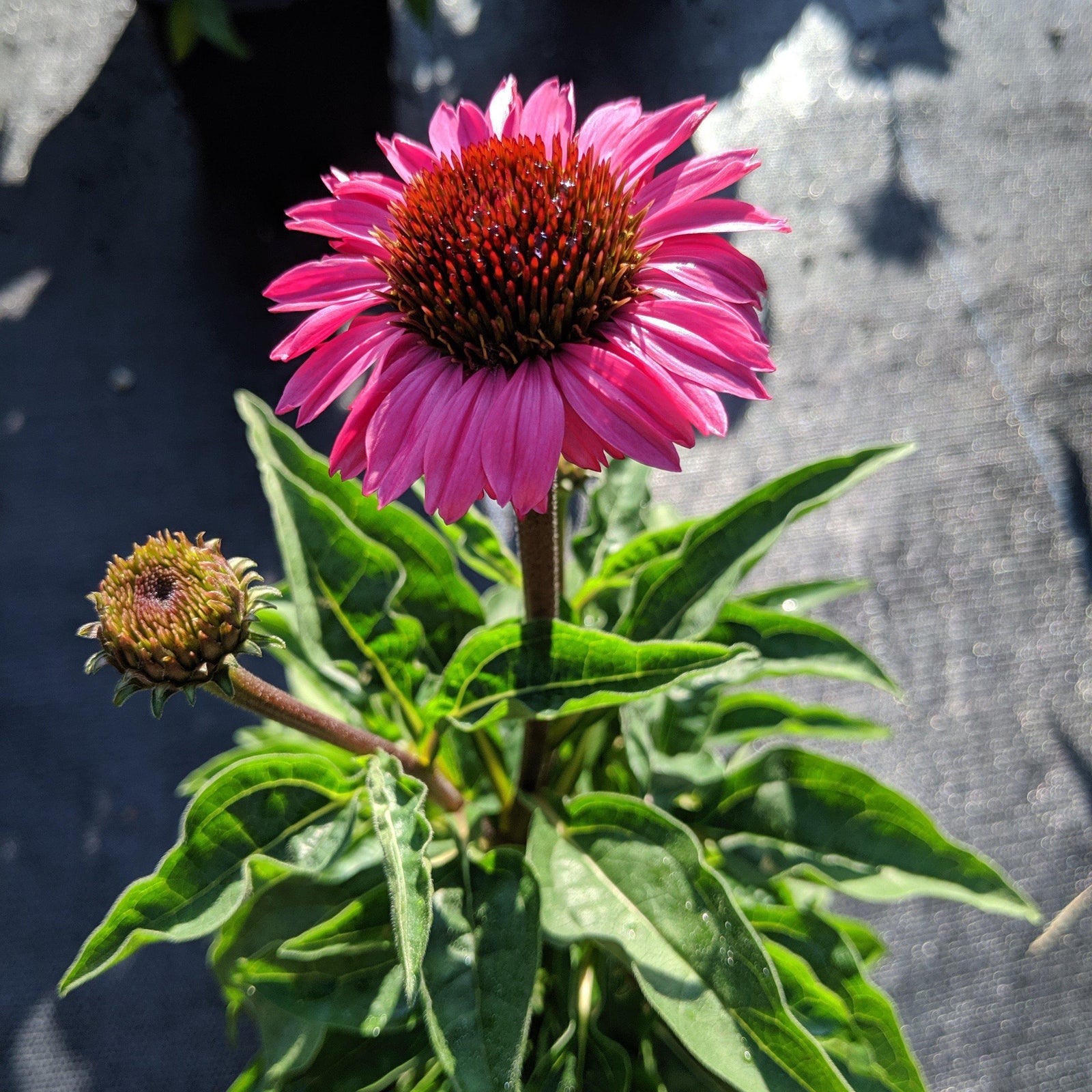 Carmen Castells SchofieldPP22133 ~ Big Sky™ Solar Flare Echinacea
