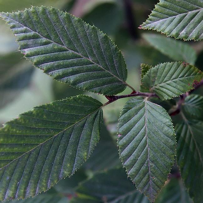 Carpinus betulus 'Fastigiata' ~ Upright European Hornbeam-ServeScape
