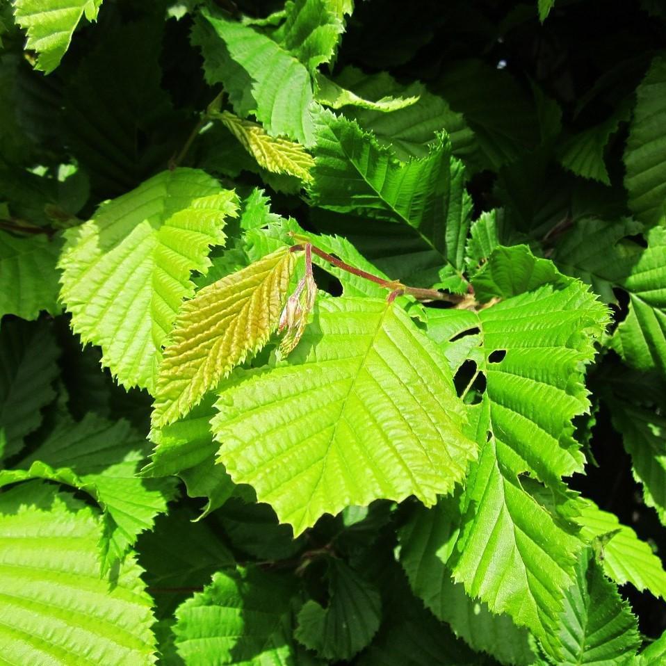 Carpinus betulus 'Frans Fontaine' ~ Frans Fontaine Hornbeam-ServeScape