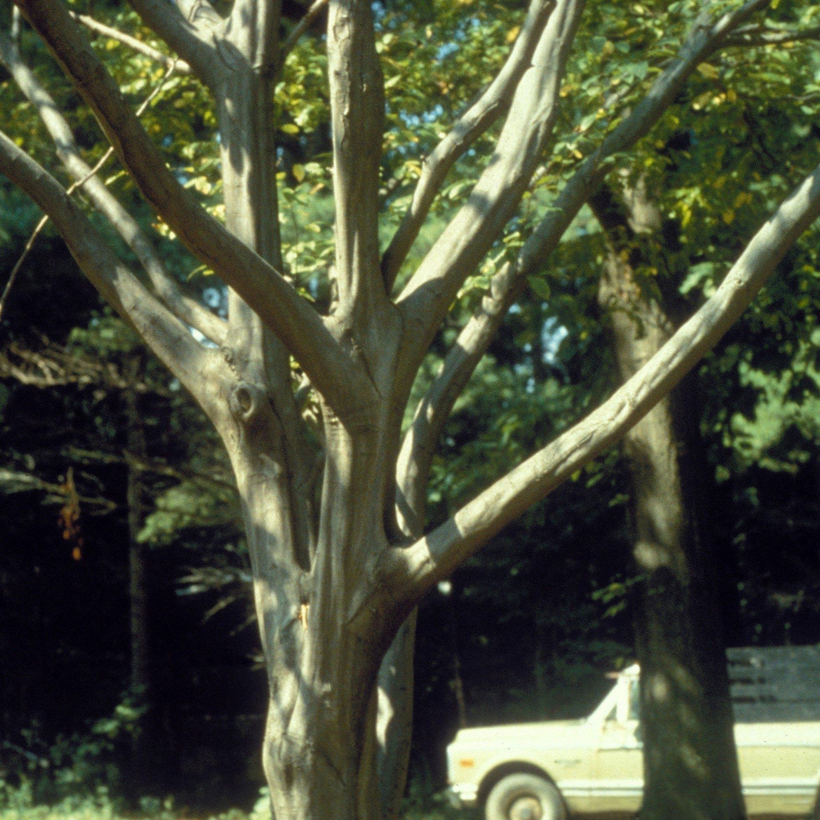 Carpinus caroliniana ~ American Hornbeam, Musclewood - Delivered By ServeScape