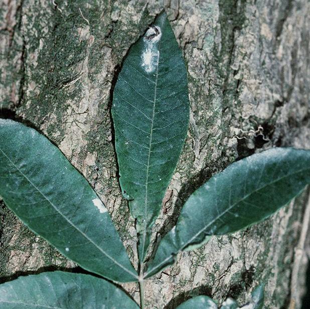 Carya aquatica ~ Water Hickory-ServeScape