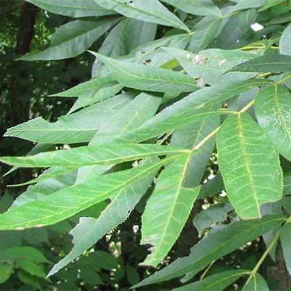 Carya cordiformis ~ Bitternut Hickory-ServeScape