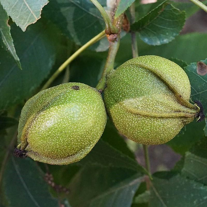 Carya cordiformis ~ Bitternut Hickory-ServeScape