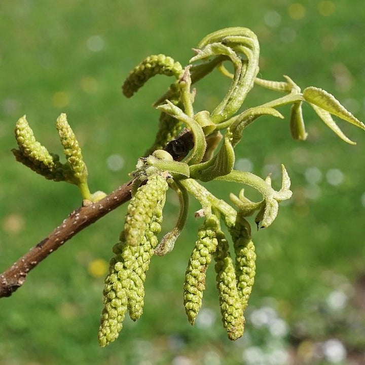 Carya cordiformis ~ Bitternut Hickory-ServeScape
