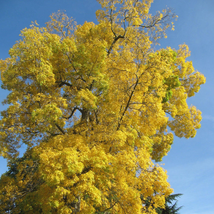 Carya cordiformis ~ Bitternut Hickory-ServeScape