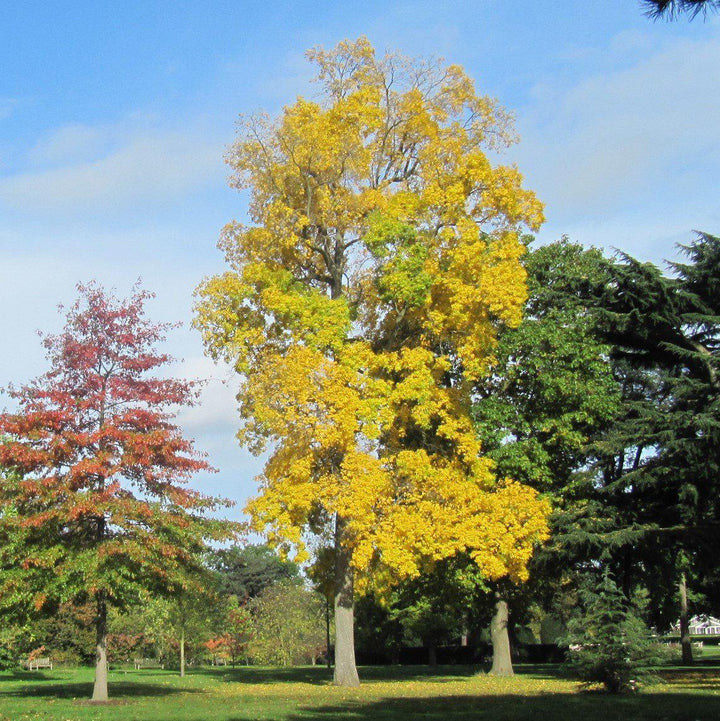 Carya cordiformis ~ Bitternut Hickory-ServeScape