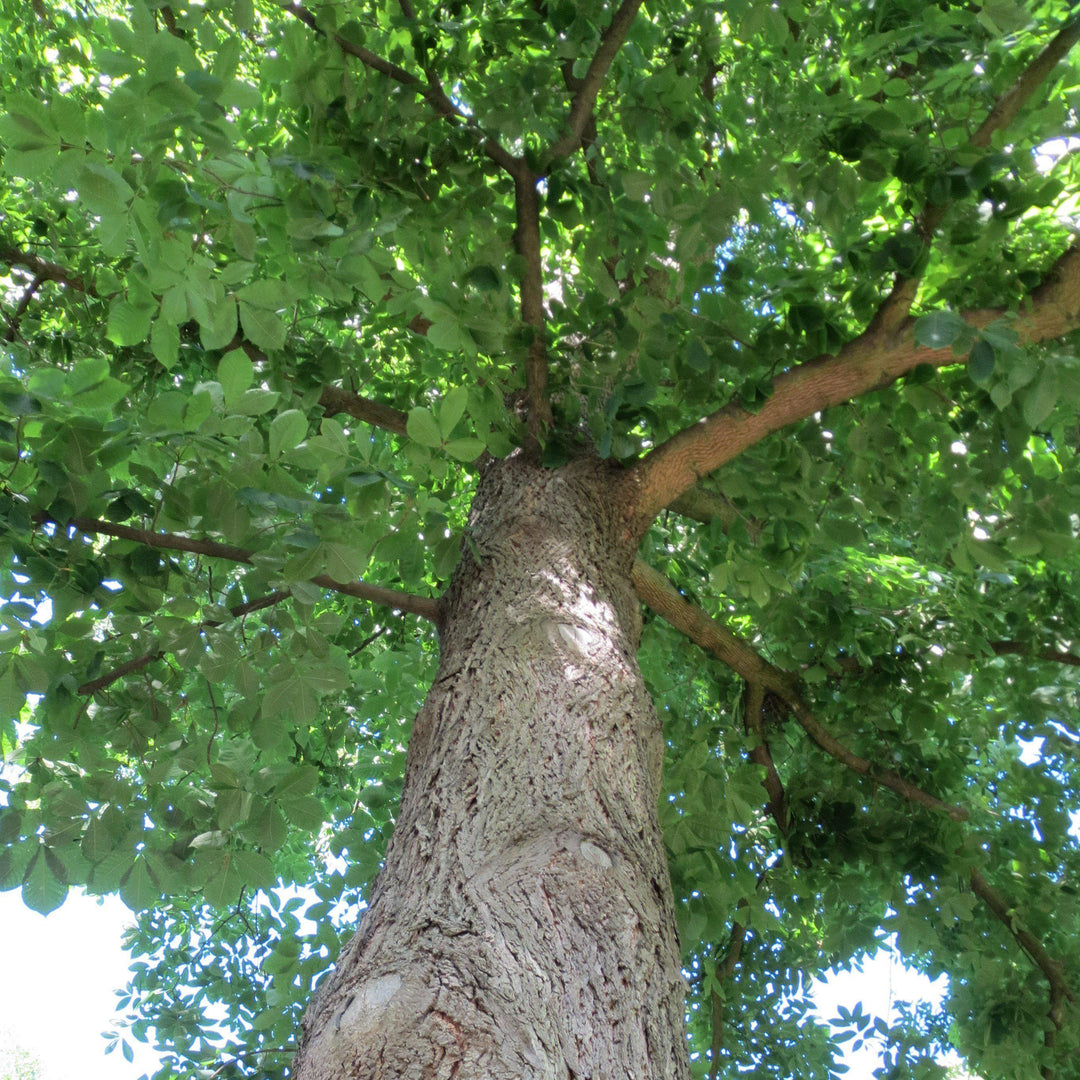 Carya cordiformis ~ Bitternut Hickory-ServeScape