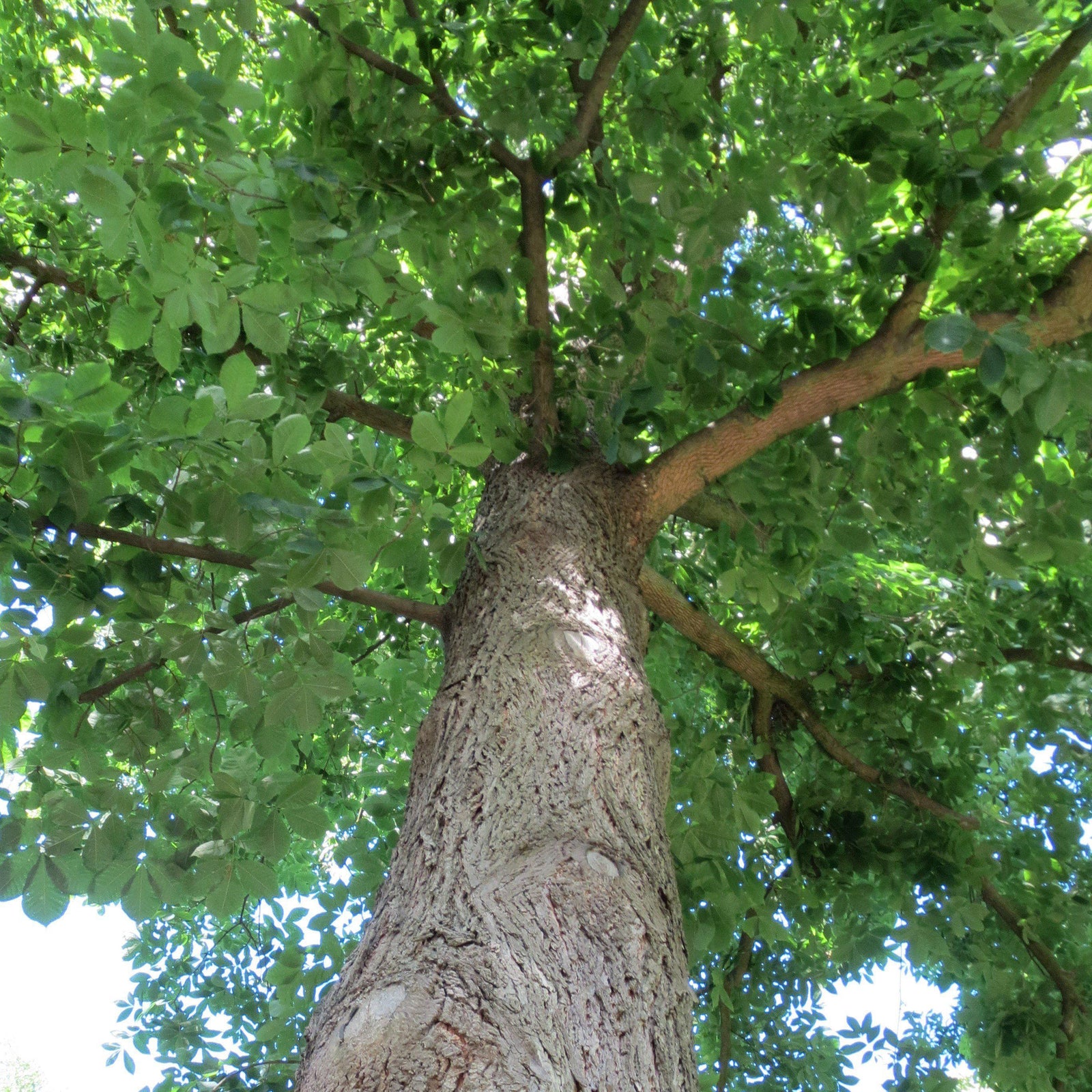 Carya cordiformis ~ Bitternut Hickory-ServeScape
