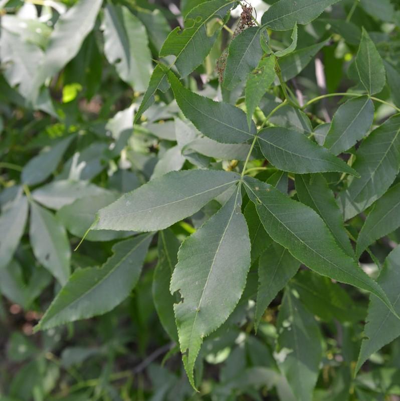 Carya glabra ~ Pignut Hickory-ServeScape