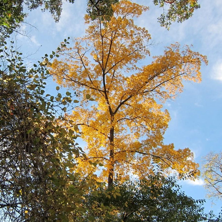 Carya glabra ~ Pignut Hickory-ServeScape