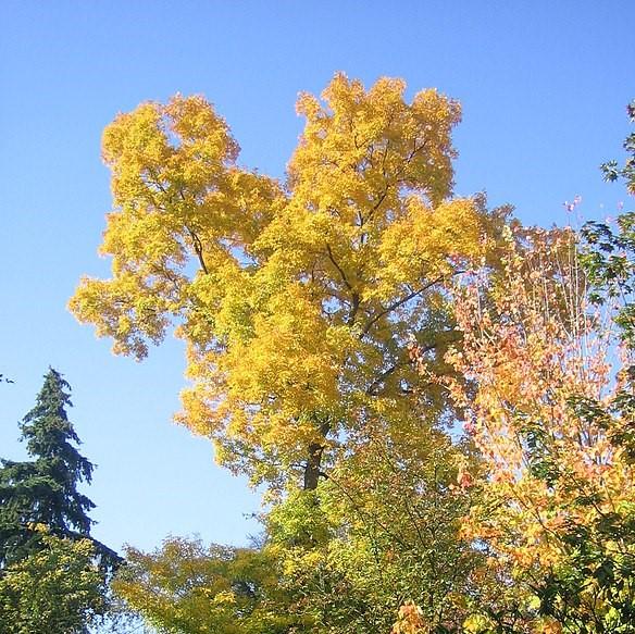Carya glabra ~ Pignut Hickory-ServeScape