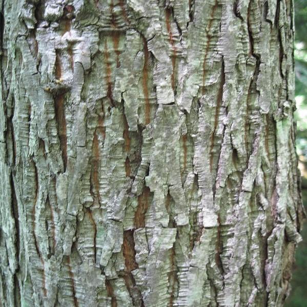 Carya glabra ~ Pignut Hickory-ServeScape