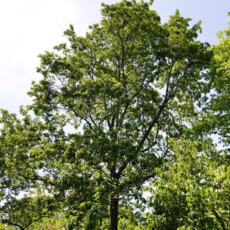 Carya glabra ~ Pignut Hickory-ServeScape