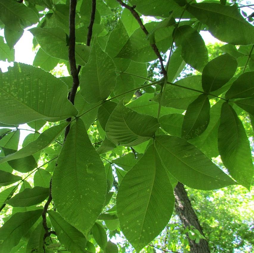 Carya ovata ~ Shagbark Hickory-ServeScape