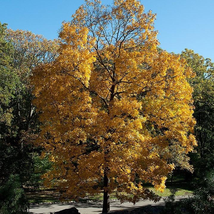 Carya ovata ~ Shagbark Hickory-ServeScape