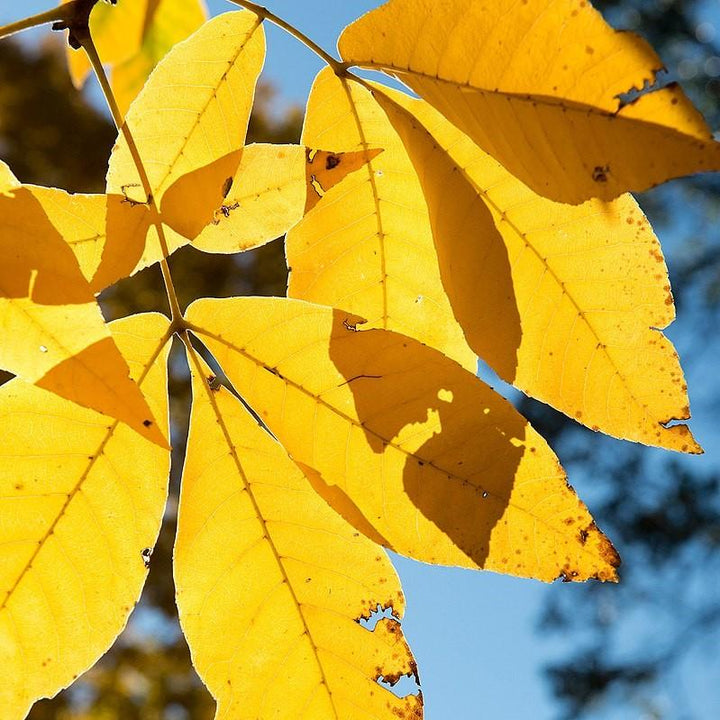 Carya ovata ~ Shagbark Hickory-ServeScape