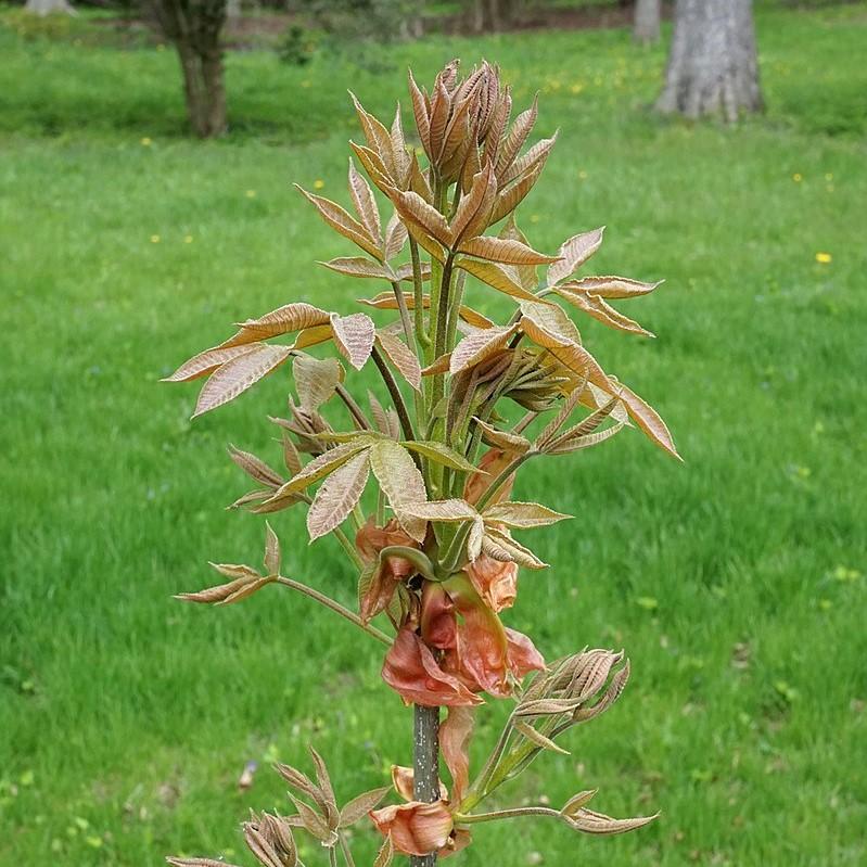 Carya ovata ~ Shagbark Hickory-ServeScape