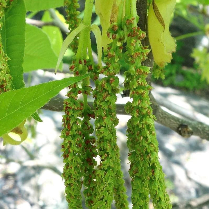 Carya ovata ~ Shagbark Hickory-ServeScape