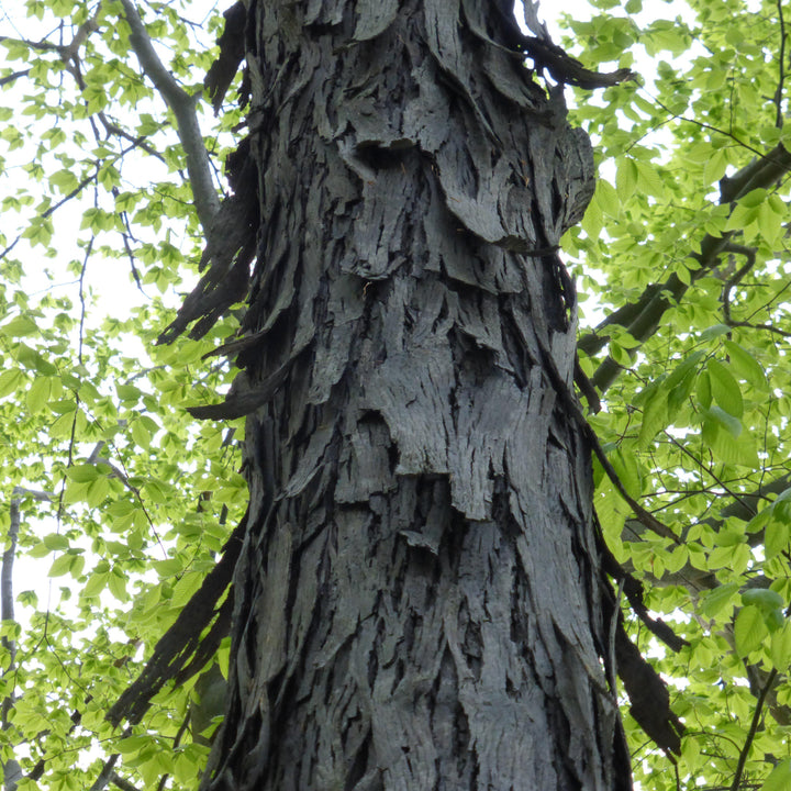 Carya ovata ~ Shagbark Hickory-ServeScape