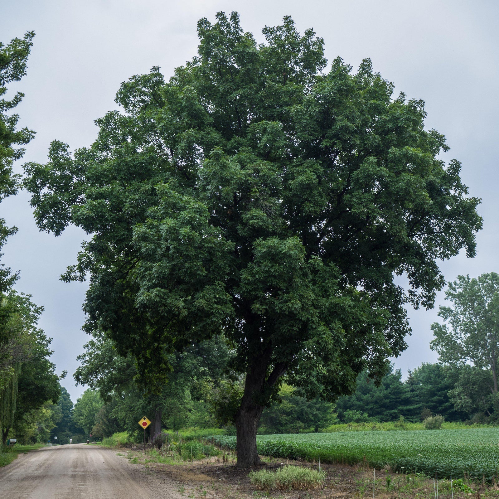 Carya ovata ~ Shagbark Hickory-ServeScape