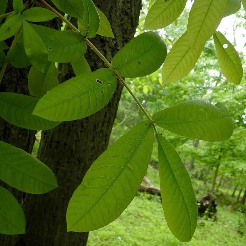 Carya tomentosa ~ Mockernut Hickory-ServeScape