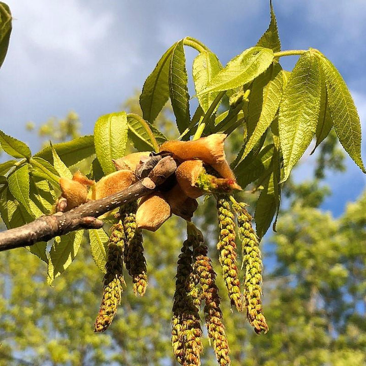 Carya tomentosa ~ Mockernut Hickory-ServeScape