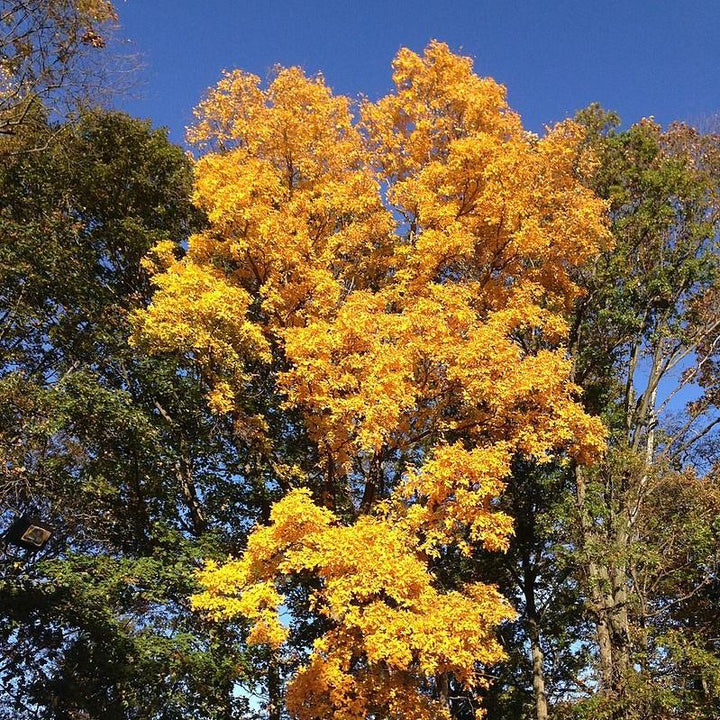 Carya tomentosa ~ Mockernut Hickory-ServeScape