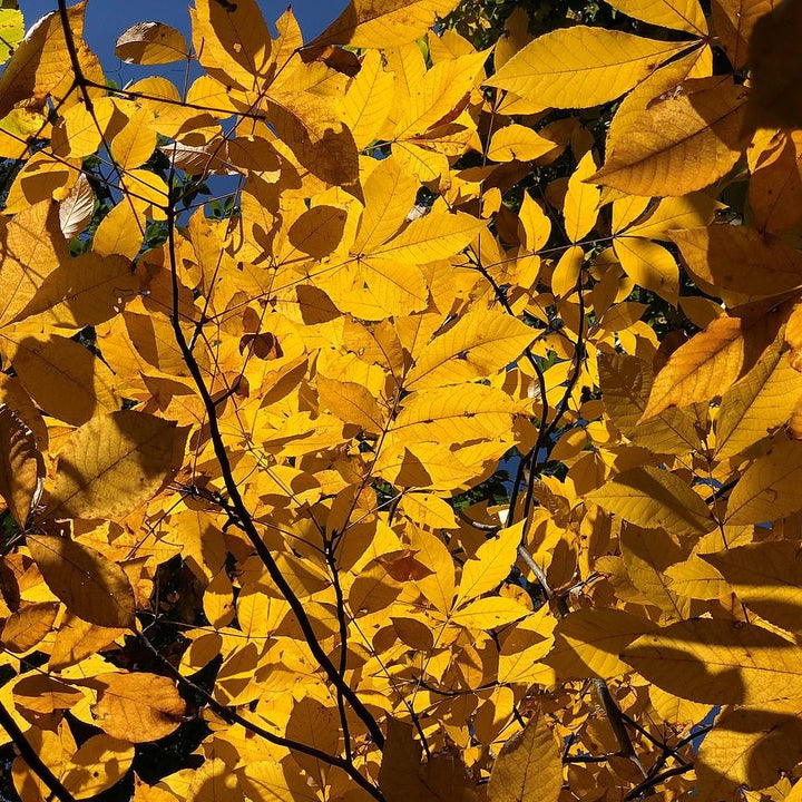 Carya tomentosa ~ Mockernut Hickory-ServeScape