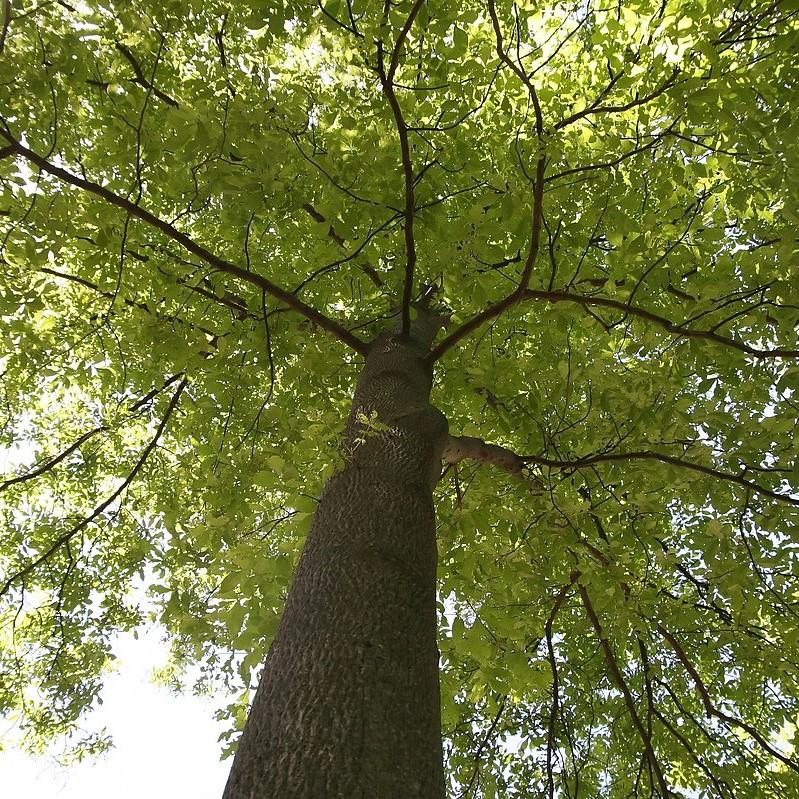 Carya tomentosa ~ Mockernut Hickory-ServeScape