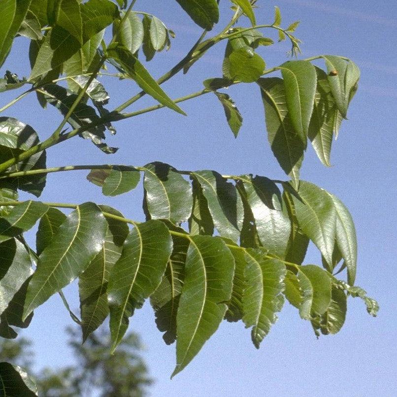 Carya 'Pawnee' ~ Pawnee Pecan-ServeScape
