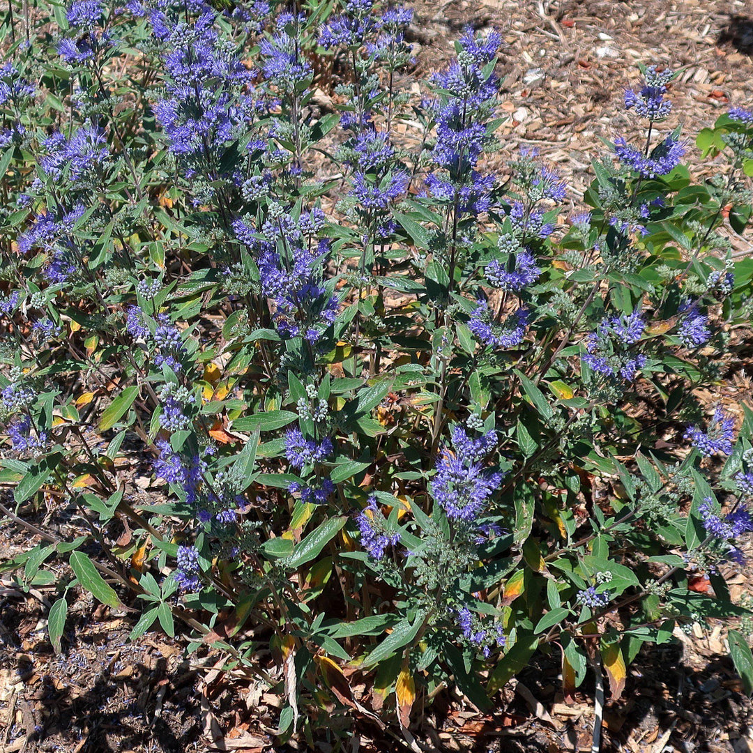 Caryopteris x clandonensis ‘Blue Mist' ~ Blue Mist Bluebeard-ServeScape