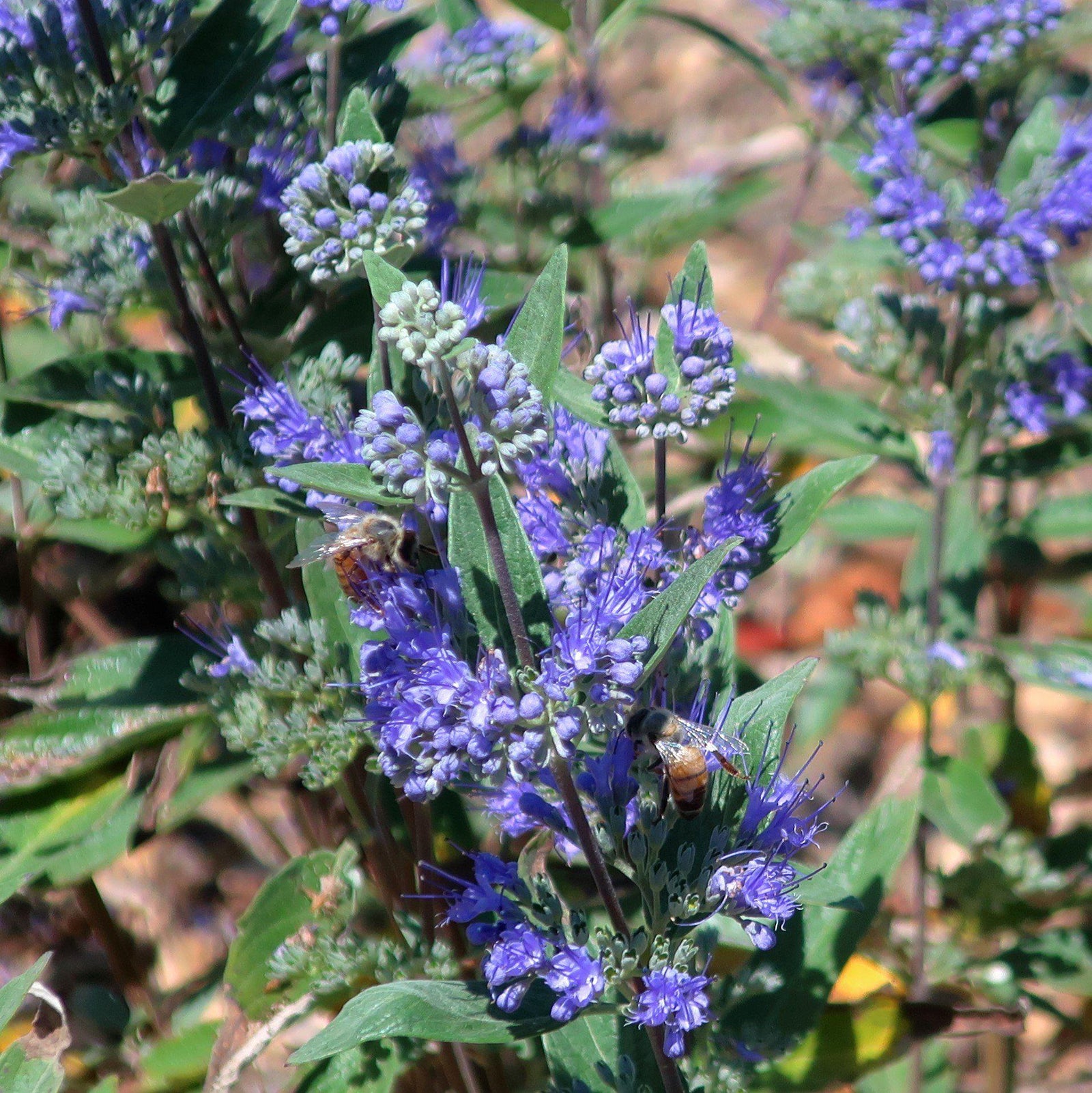 Caryopteris x clandonensis ‘Blue Mist' ~ Blue Mist Bluebeard-ServeScape