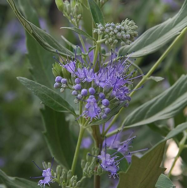 Caryopteris × clandonensis 'Dark Knight' ~ Dark Knight Bluebeard-ServeScape