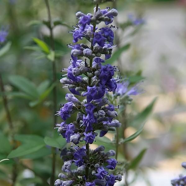 Caryopteris × clandonensis 'Dark Knight' ~ Dark Knight Bluebeard-ServeScape