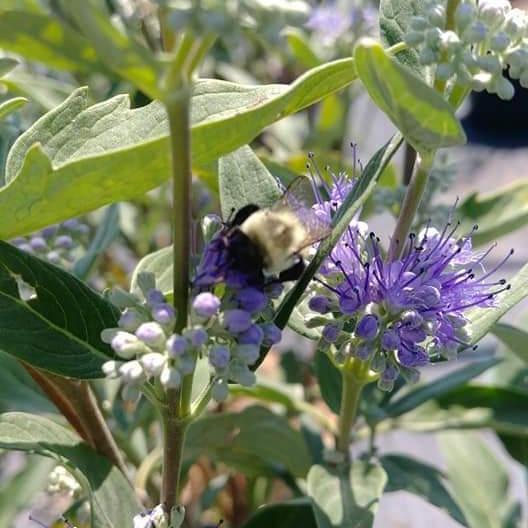 Caryopteris × clandonensis 'Dark Knight ~ Dark Knight Bluebeard - Delivered By ServeScape