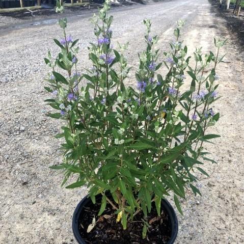 Caryopteris × clandonensis 'Dark Knight' ~ Dark Knight Bluebeard-ServeScape