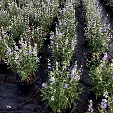 Caryopteris × clandonensis 'Dark Knight' ~ Dark Knight Bluebeard-ServeScape