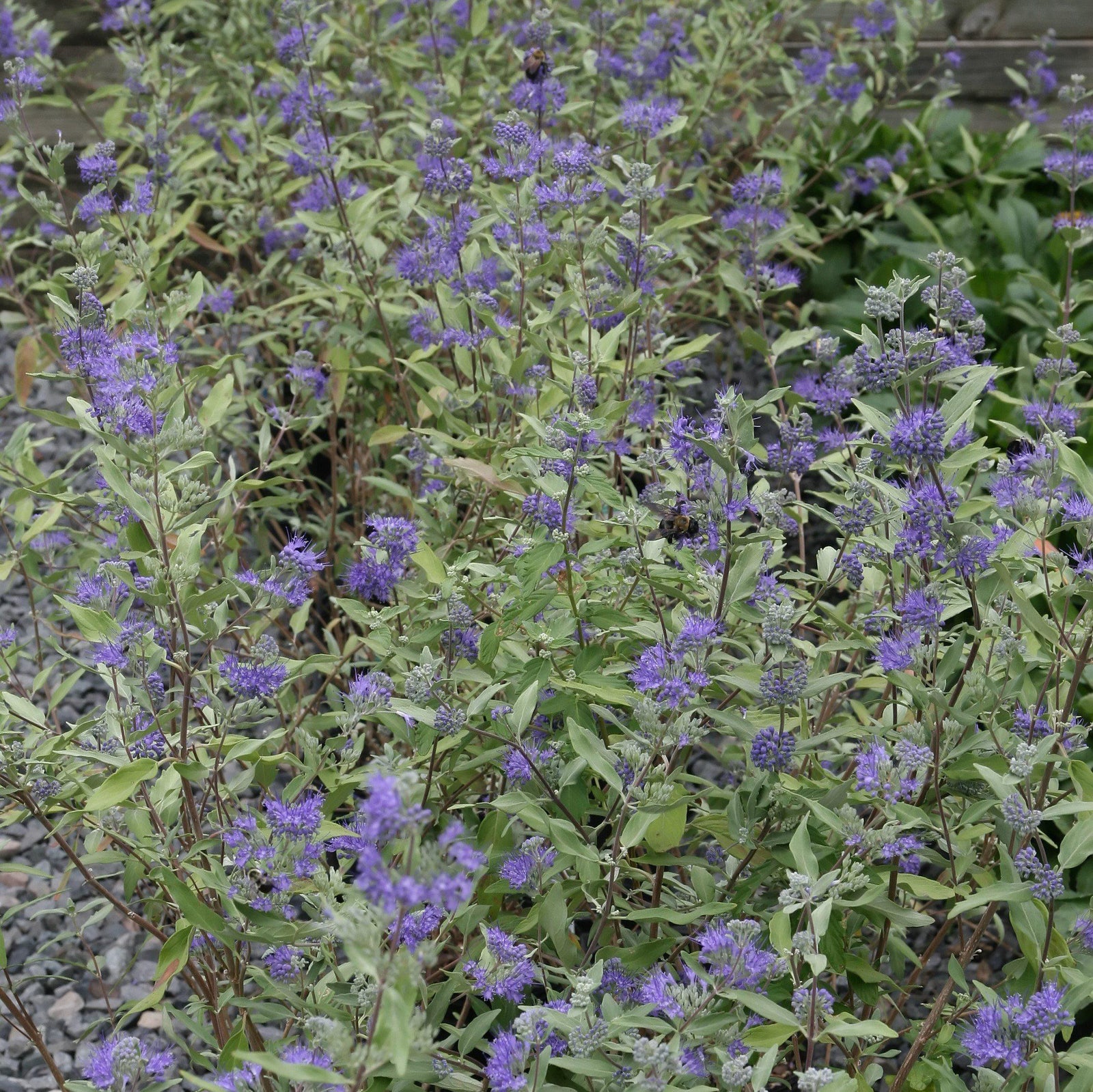Caryopteris × clandonensis 'Dark Knight' ~ Dark Knight Bluebeard-ServeScape