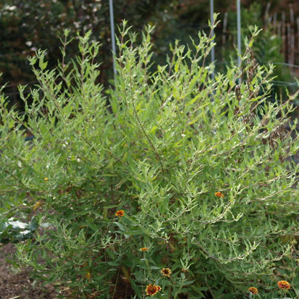 Caryopteris x clandonensis ‘First Choice' ~ First Choice Bluebeard-ServeScape