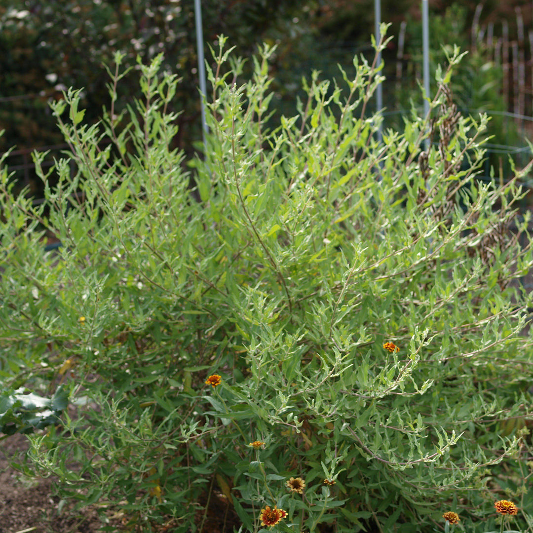 Caryopteris x clandonensis ‘First Choice' ~ First Choice Bluebeard-ServeScape