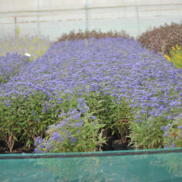 Caryopteris × clandonensis 'Inoveris' ~ Grand Bleu® Bluebeard-ServeScape