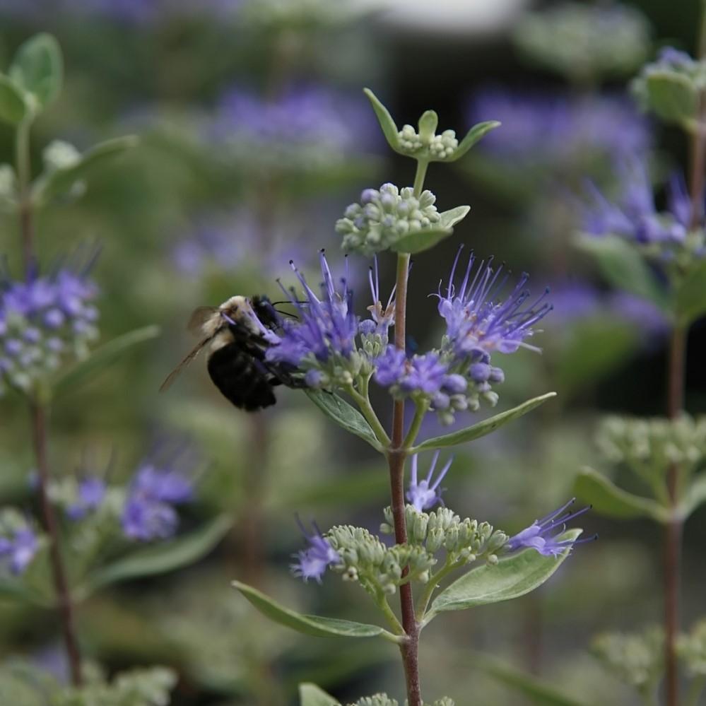 Caryopteris × clandonensis 'Inoveris' ~ Grand Bleu® Bluebeard - Delivered By ServeScape