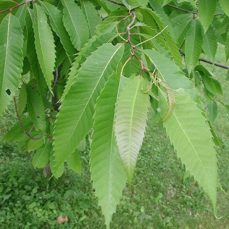 Castanea dentata x mollissima ~ Dunstan Chestnut-ServeScape