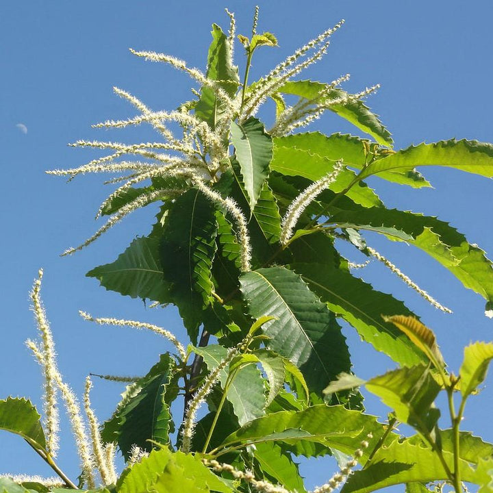 Castanea dentata x mollissima ~ Dunstan Chestnut-ServeScape