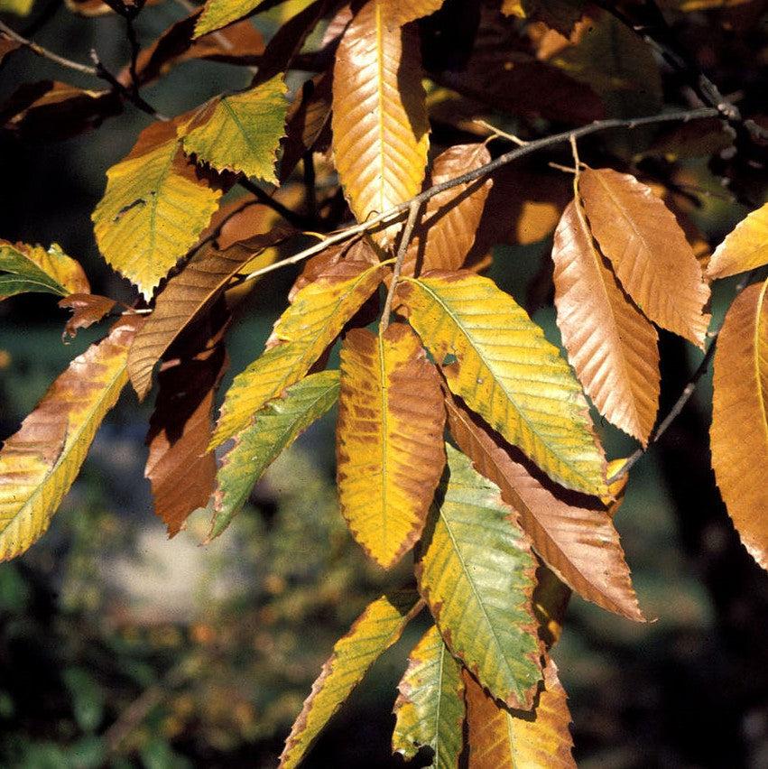 Castanea mollissima ~ Chinese Chestnut-ServeScape