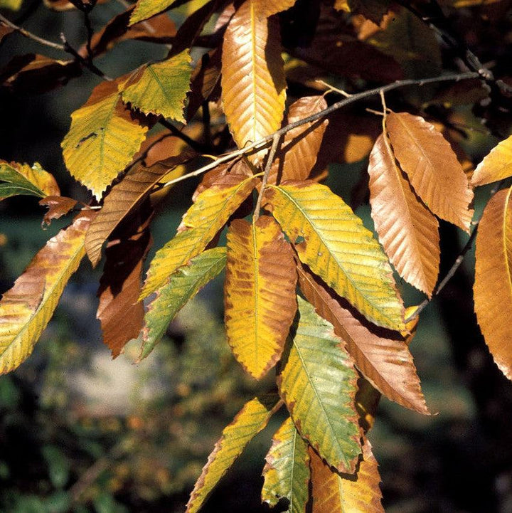 Castanea mollissima ~ Chinese Chestnut-ServeScape