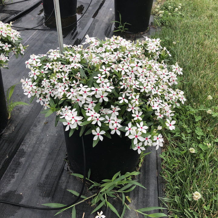 Catharanthus hybrid 'SUNCATFE 23' ~ Soiree Kawaii® White Peppermint Vinca-ServeScape