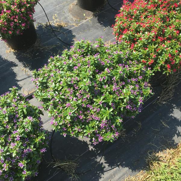 Catharanthus hybrid 'Soiree Kawaii Blueberry Kiss' ~ Soiree Kawaii® Blueberry Kiss Vinca-ServeScape